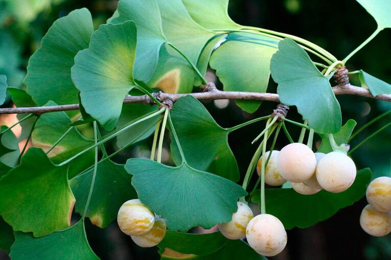 Ginkgo biloba - an exotic herb to enhance potency